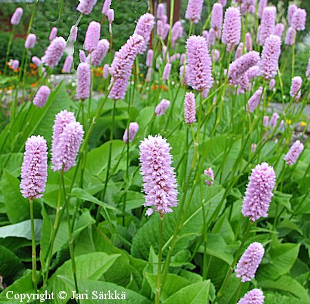 Bistorta officinalis 'Superba', isokonnantatar